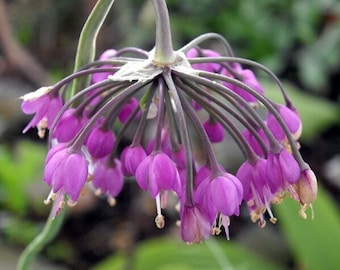 NODDING ONION Seeds *Free Shipping!* Fresh & Organic Allium cernuum Seeds | Purple Outdoor Flower Seeds for Planting | Ladys Leek Allium