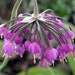 see more listings in the Ornamental Flower Seeds section