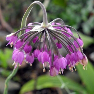 NODDING ONION Seeds *Free Shipping!* Fresh & Organic Allium cernuum Seeds | Purple Outdoor Flower Seeds for Planting | Ladys Leek Allium