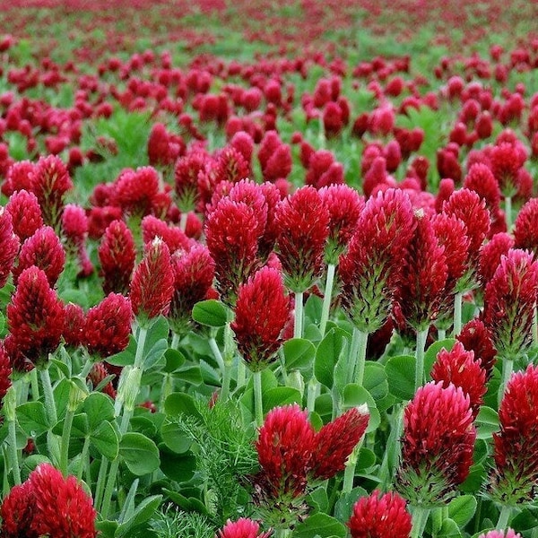 CRIMSON CLOVER Seeds *Free Shipping!* Fresh & Organic Trifolium incarnatum Seeds | Red Outdoor Flower Seeds for Planting | Italian Clover