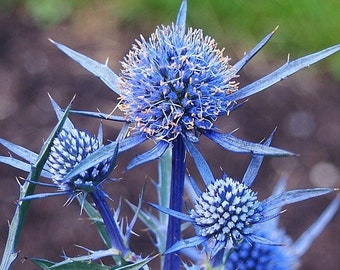 SEA HOLLY Seeds *FREE Shipping!* Fresh & Organic Eryngium amethystinum seeds | blue outdoor flower seeds bulk | Blue Glitter Italian eryngo