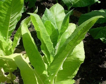 is tobacco expensive Expensive Cigars: Do You Need to Smoke Them?