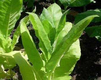 GOLDEN BURLEY Tobacco Seeds *FREE Shipping* Fresh & Organic Nicotiana tabacum, Burley, Kentucky Tobacco, Virginia Tobacco - Plant Seeds Bulk