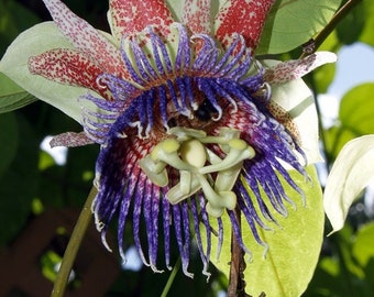 SWEET CALABASH Seeds *FREE Shipping!* Passiflora maliformis, Wild Purple Passionfruit, Passion Flower, Sweet Cup - Edible Fruit Vine Seeds