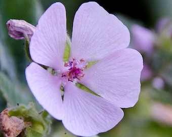 MARSHMALLOW Seeds *FREE Shipping!* Althaea officinalis / Marsh Mallow Herb Seeds - Edible Marshmallow - Flowering Ornamental Herb Seeds