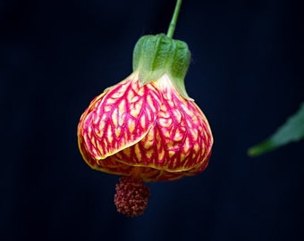 CHINESE LANTERN Seeds *FREE Shipping!* Fresh & Organic Abutilon x hybridum, Parlour Maple, Flowering Maple, Abutilon Plant Seeds Bulk