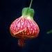 see more listings in the Ornamental Flower Seeds section