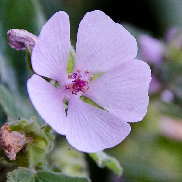 Marshmallow Plant Etsy