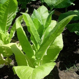 GOLDEN BURLEY Tobacco Seeds *FREE Shipping* Fresh & Organic Nicotiana tabacum, Burley, Kentucky Tobacco, Virginia Tobacco - Plant Seeds Bulk