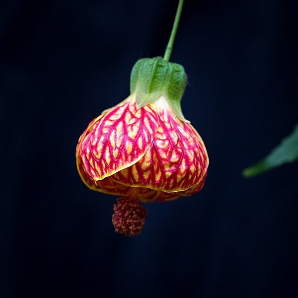 CHINESE LANTERN Seeds *FREE Shipping!* Fresh & Organic Abutilon x hybridum, Parlour Maple, Flowering Maple, Abutilon Plant Seeds Bulk