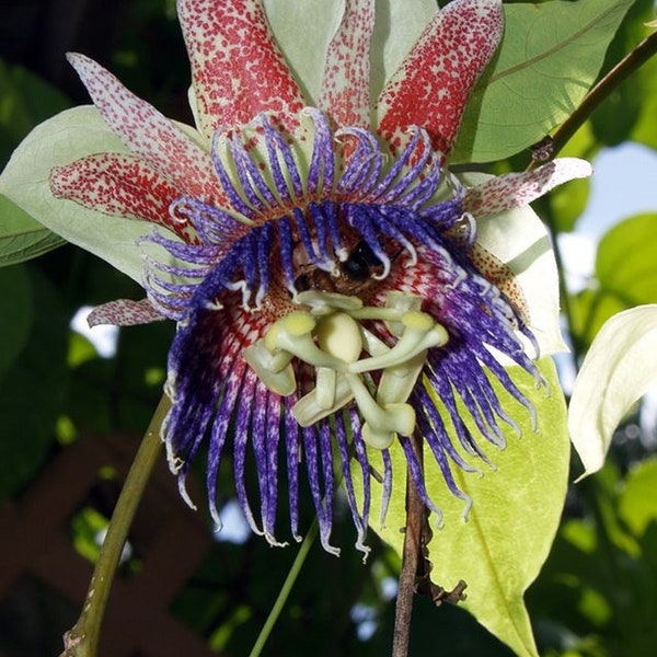 Passion Flower Seeds - Etsy