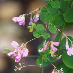 LESPEDEZA BICOLOR Seeds FREE Shipping Shrubby Bush Clover, Shrub Lespedeza, Bicolor Lespedeza Ornamental Wildflower Shrub Seeds image 1