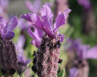 Pink Spanish Lavender Seeds, Lavandula Stoechas Bandera LS0220 - Etsy