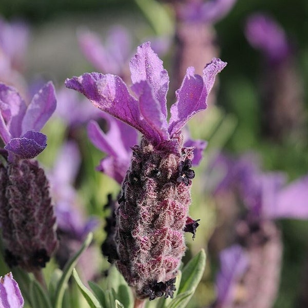 SPANISH LAVENDER Seeds *FREE Shipping!* Fresh & Organic Lavandula stoechas Seeds, Purple Outdoor Flower Seeds Bulk | Purple Lavender Seeds