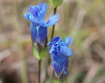 FRINGED GENTIAN Seeds *FREE Shipping!* Fresh & Organic Gentiana crinita seeds | blue outdoor flower seeds bulk | Blue Gentian herb