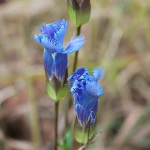 FRINGED GENTIAN Seeds *FREE Shipping!* Fresh & Organic Gentiana crinita seeds | blue outdoor flower seeds bulk | Blue Gentian herb