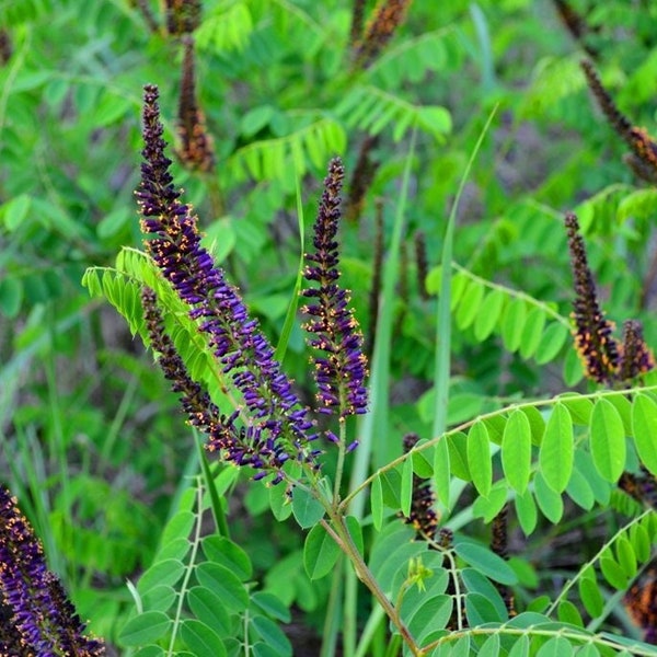 FALSE INDIGO Seeds *Free Shipping!* Fresh & Organic Amorpha fruticosa Seeds | Purple Outdoor Flower Seeds for Planting | Desert Indigobush