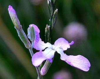 EVENING STOCK Seeds *FREE Shipping!* Fresh & Organic Matthiola longipetala Seeds, Purple Outdoor Flower Seeds Bulk | Night Scented Stock