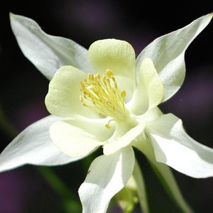 ALBA COLUMBINE Seeds *Free Shipping!* Aquilegia vulgaris Seeds, White Outdoor Flower Seeds for Planting, Organic Columbine Plant Seeds
