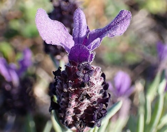 May include: A close-up of a purple lavender flower with a dark purple bud. The flower has a fuzzy texture and is surrounded by green leaves.
