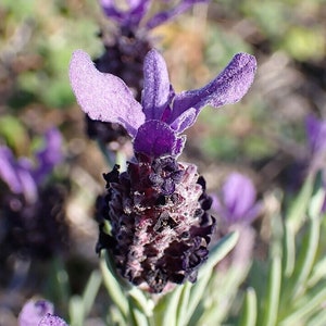 BLUE SPANISH LAVENDER Seeds *Free Shipping!* Fresh & Organic Lavandula stoechas seeds, Blue Outdoor Flower Seeds Bulk | Blue Lavender