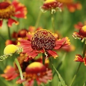 May include: A field of red and yellow flowers with green foliage. The flowers have a unique, spiky texture and are in full bloom.
