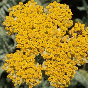 ACHILLEA CLYPEOLATA Seeds *FREE Shipping!* Fresh & Organic Yellow Yarrow, Allheal, Achillea, Bloodwort Plant - Bulk Herb Flower Seeds