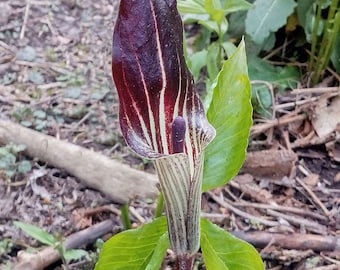 ARISAEMA TRIPHYLLUM Seeds *FREE Shipping!* Jack-in-the-Pulpit, Bog Onion, Brown Dragon, Indian Turnip Seeds - Rare Perennial Seeds Bulk