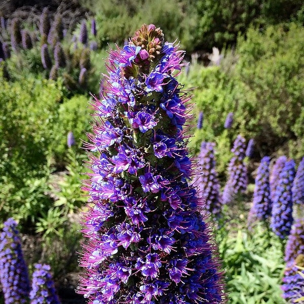 Pride of Madeira Seeds *FREE Shipping!* Fresh & Organic Echium candicans seeds | Purple Outdoor Flower Seeds Bulk | Echium fastuosum