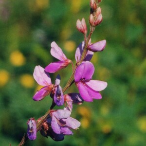 SHOWY TICK TREFOIL Seeds *Free Shipping!* Fresh & Organic Desmodium canadense Seeds | Pink Outdoor Flower Seeds for Planting, Native Plant