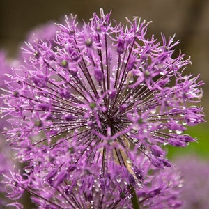ALLIUM ROSENBACHIANUM Seeds *FREE Shipping!* Fresh & Organic Ornamental Onion, Wild Onion - Perennial Wildflower Plant Seeds Bulk