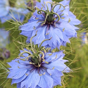 May include: Close-up of blue love-in-a-mist flowers with green stems and delicate petals.