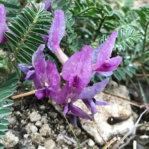 GROUND PLUM Seeds *Free Shipping!* Fresh & Organic Astragalus crassicarpus Seeds | Pink Outdoor Flower Seeds for Planting | Buffalo Plum