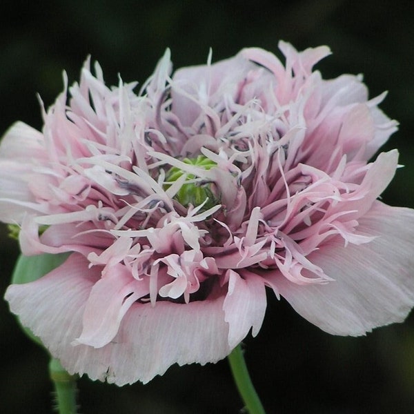 LILAC POMPON POPPY Seeds *Free Shipping!* Pink Frilly Papaver somniferum Seeds | Cold Weather Flower Seeds [Bulk options available]