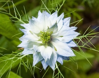 WHITE LOVEINAMIST Seeds *Free Shipping!* Fresh & Organic Nigella damascena Seeds | Blue Outdoor Flower Seeds for Planting, "Devil In A Bush"