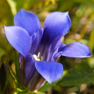 DOWNY GENTIAN Seeds *FREE Shipping!* Fresh & Organic Gentiana puberulenta seeds | blue outdoor flower seeds bulk | Gentian Root gentian herb