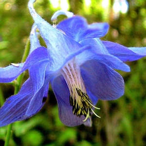 DEEP BLUE COLUMBINE Seeds *Free Shipping!* Aquilegia vulgaris Seeds, Perennial Outdoor Seeds for Planting, Fresh Blue Columbine Plant Seeds