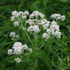 COMMON BONESET Seeds *FREE Shipping!* Fresh & Organic Eupatorium perfoliatum seeds | white outdoor flower seeds bulk | Feverwort boneset