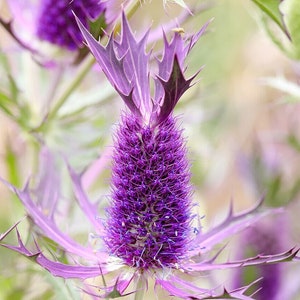 Purple Sheen Sea Holly Seeds *FREE Shipping!* Fresh & Organic Eryngium leavenworthii seeds | purple outdoor flower seeds bulk