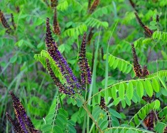 FALSE INDIGO Seeds *Free Shipping!* Fresh & Organic Amorpha fruticosa Seeds | Purple Outdoor Flower Seeds for Planting | Desert Indigobush