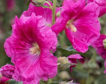 ANTWERP HOLLYHOCK Seeds *FREE Shipping!* Fresh & Organic Alcea ficifolia, Fig leaf, Hollyhock Biennial Flower Plant Seeds Bulk