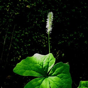 ACHLYS TRIPHYLLA Seeds *FREE Shipping!* Fresh & Organic Vanilla Leaf, Sweet after death, Deerfoot - Wildflower Herb Plant Seeds - 10 Seeds