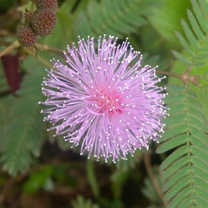 BULK Sensitive Plant Seeds *Free Shipping!* Fresh & Organic Mimosa Pudica Seeds / Shy Plant Seeds / Touch Me Not Seeds
