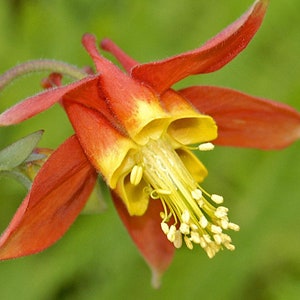 ROSEA DWARF COLUMBINE Seeds *Free Shipping!* Fresh & Organic Aquilegia flabellata Seeds | Perennial Fan Columbine Flower Seeds for Planting