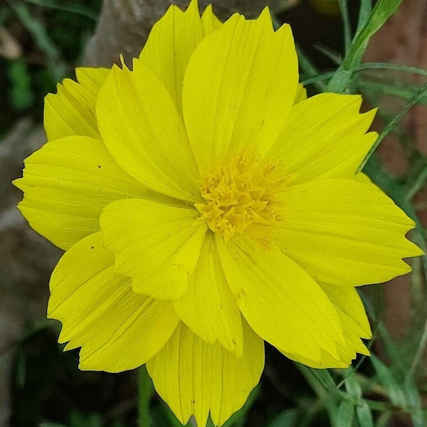 LEMON SULFUR COSMOS Seeds *Free Shipping!* Fresh & Organic Cosmos sulphureus Seeds | Yellow Outdoor Flower Seeds for Planting