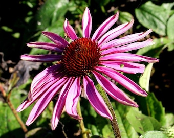 NARROW CONEFLOWER Seeds *FREE Shipping!* Fresh & Organic Echinacea angustifolia seeds | purple outdoor flower seeds bulk | Purple Echinacea