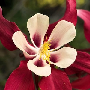 CRIMSON STAR COLUMBINE Seeds *Free Shipping!* Aquilegia vulgaris seeds, Dark Red Outdoor Flower Seeds for Planting | Fresh Columbine Seeds