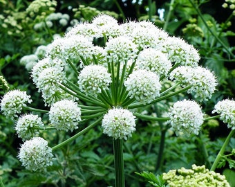 HOLY GHOST Seeds *FREE Shipping!* Fresh & Organic Angelica sylvestris seeds, White Outdoor Flower Seeds Bulk | Wild Angelica Seeds