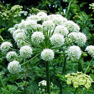 HOLY GHOST Seeds *FREE Shipping!* Fresh & Organic Angelica sylvestris seeds, White Outdoor Flower Seeds Bulk | Wild Angelica Seeds