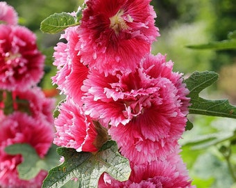 FIESTA TIME HOLLYHOCK Seeds *Free Shipping!* Fresh & Organic Alcea rosea Seeds, Red Outdoor Flower Seeds Bulk | Double Hollyhock Seeds